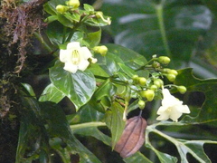 Macrocarpaea macrophylla