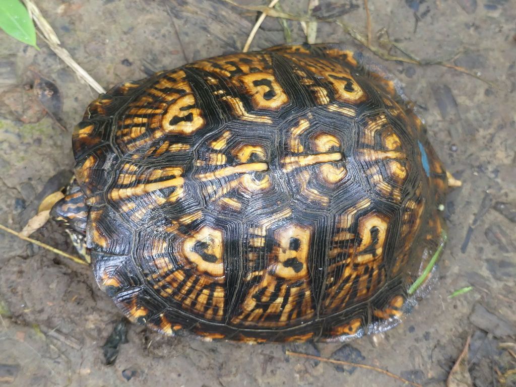 Eastern Box Turtle in June 2020 by Rosemary Bauman · iNaturalist