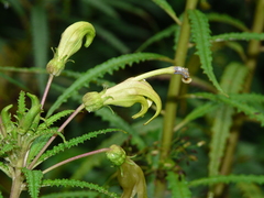 Centropogon foetidus