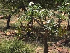Pachypodium lamerei