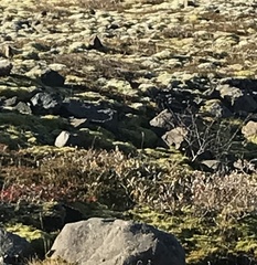 Turdus iliacus coburni