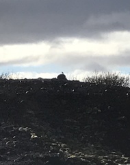 Turdus iliacus coburni