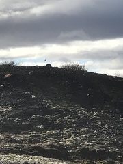 Turdus iliacus coburni