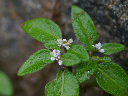 Koenigia filicaulis observed 2012-08-03