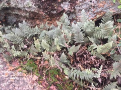 Myriopteris lindheimeri