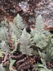 Myriopteris lindheimeri