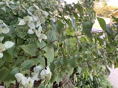 Pycnanthemum muticum