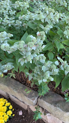 Pycnanthemum muticum