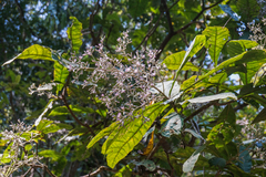 Strobocalyx arborea