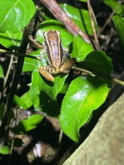 Eleutherodactylus richmondi