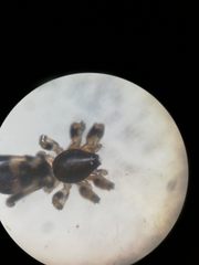 Lampona cylindrata