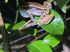 Eleutherodactylus richmondi