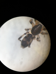Lampona cylindrata
