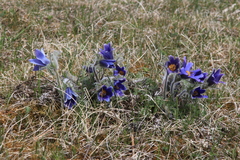 Pulsatilla ambigua