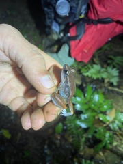 Eleutherodactylus richmondi