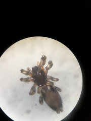 Lampona cylindrata