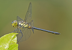 Chalcostephia flavifrons