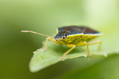 Tynacantha marginata