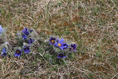 Pulsatilla ambigua