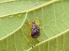 Agomadaranus pardaloides
