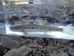 Erimystax dissimilis