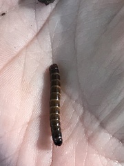 Meracantha contracta