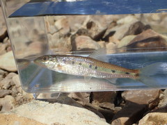 Erimystax dissimilis