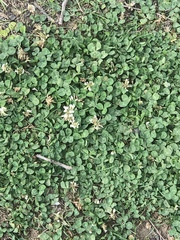 Trifolium repens