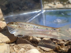 Erimystax dissimilis