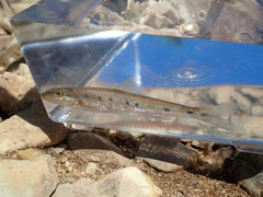 Erimystax dissimilis