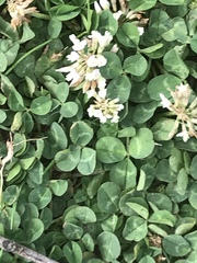 Trifolium repens