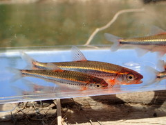 Notropis leuciodus