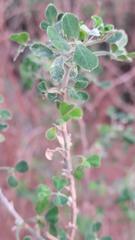 Medicago arborea