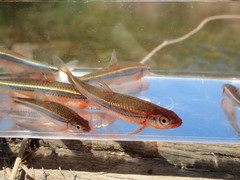 Notropis leuciodus
