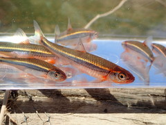 Notropis leuciodus