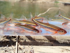 Notropis leuciodus