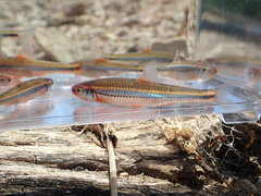 Notropis leuciodus