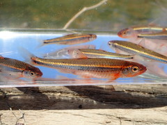 Notropis leuciodus