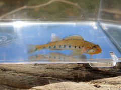 Bluegrass Darter photo 3