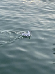 Chroicocephalus ridibundus