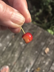 Peraphyllum ramosissimum