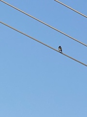 Aphelocoma californica