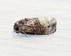 Ecdytolopha