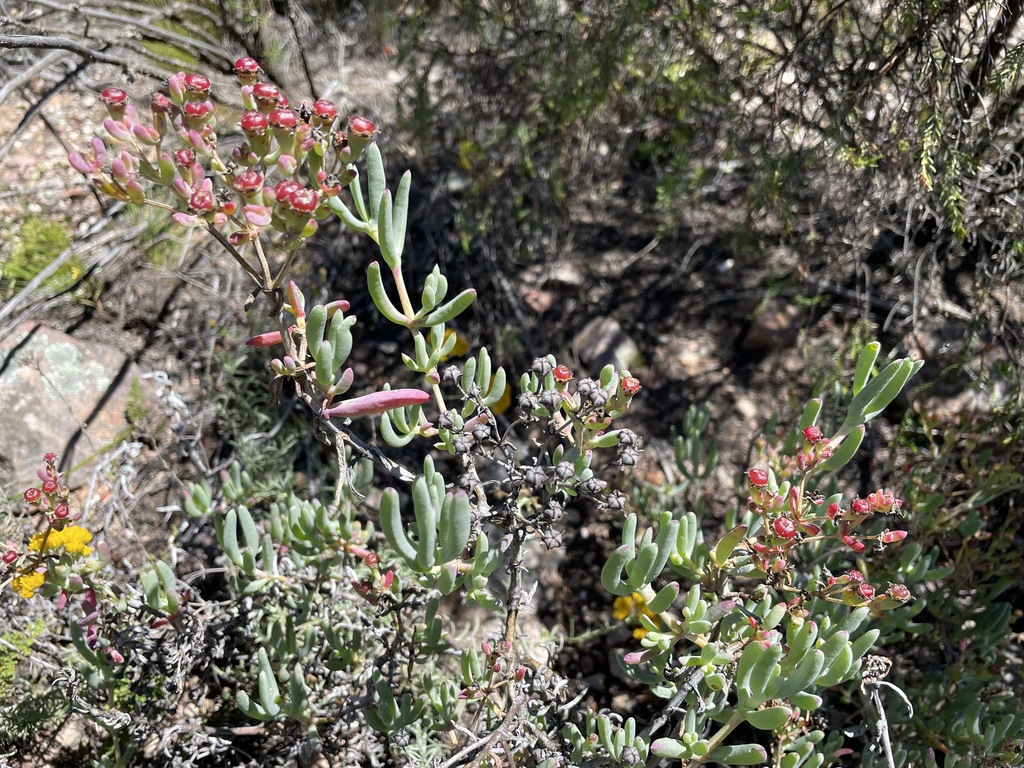 Ruschia amicorum from Cape Winelands, South Africa on October 05, 2021 ...