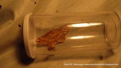 Euchlaena tigrinaria