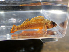Etheostoma bellum