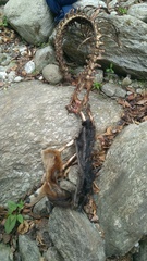 Capricornis sumatraensis thar