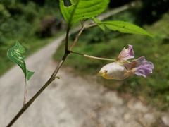 Impatiens arguta