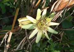 Passiflora rovirosae