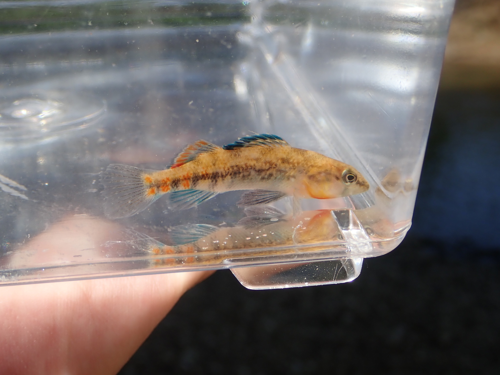 Etheostoma kantuckeense Ceas & Page, 1997